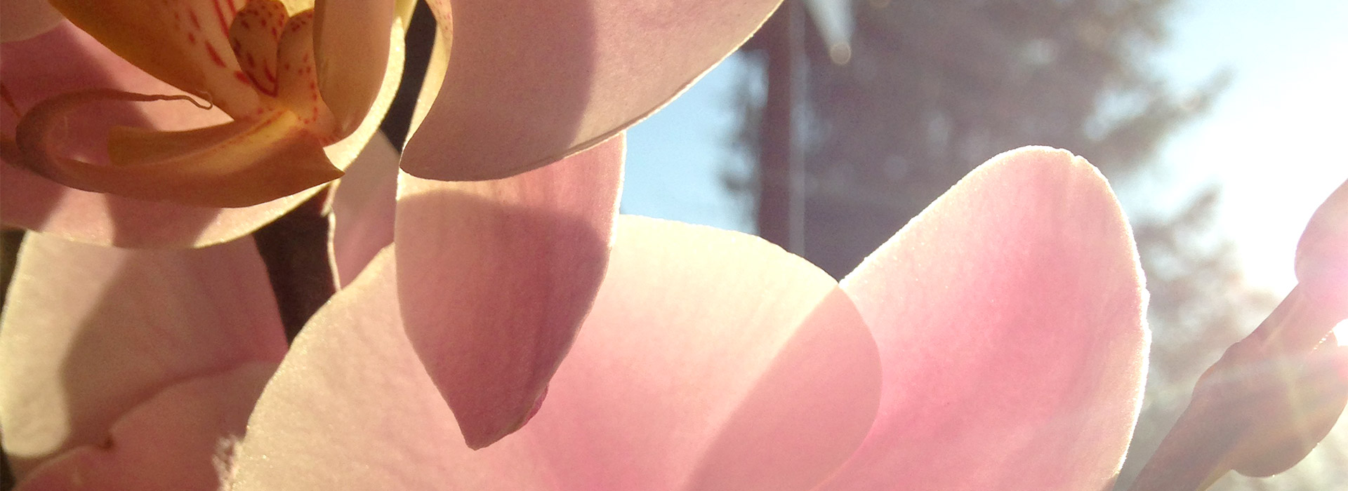 flower_sun