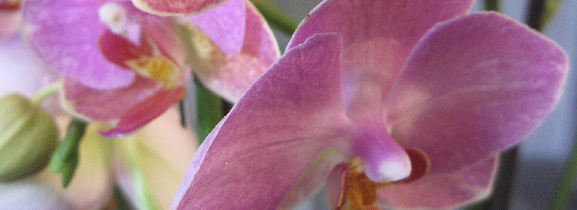 purple_flower